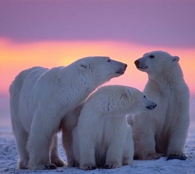 l'ours polaire