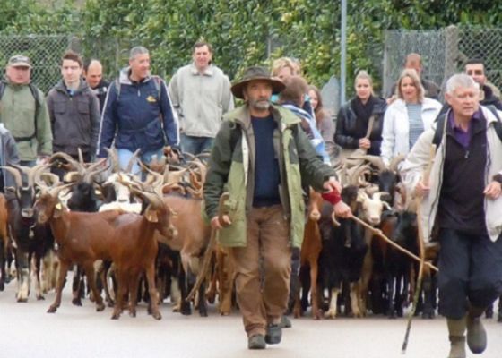 Une transhumance sous un ciel morose