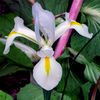 parc-montsouris-photo-iris-blanc