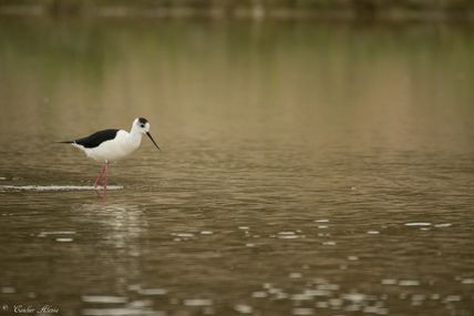 Échasse blanche (Himantopus himantopus)