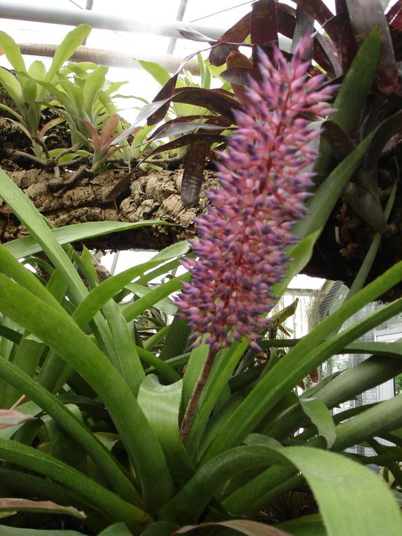 Album - jardin-botanique-et-biodome