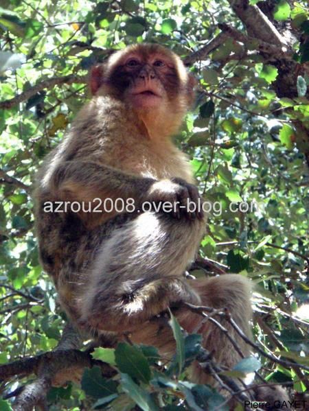 macaques de Barbarie (Macaca sylvanus) ou singe magot, dans une forêt de cèdres du moyen-Atlas marocain