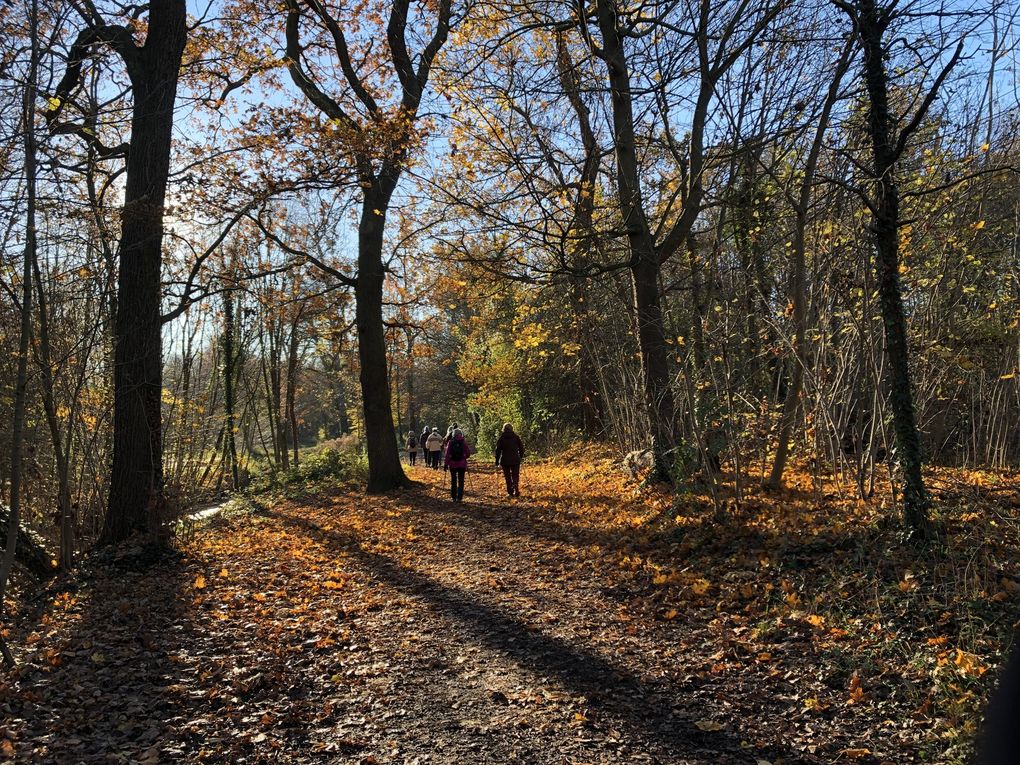 Marche nordique au bois de Vincennes, 8 km.