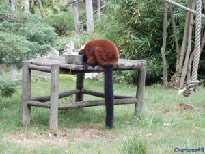 Zoo de Beauval en camping-car (Voyages en camping-car)