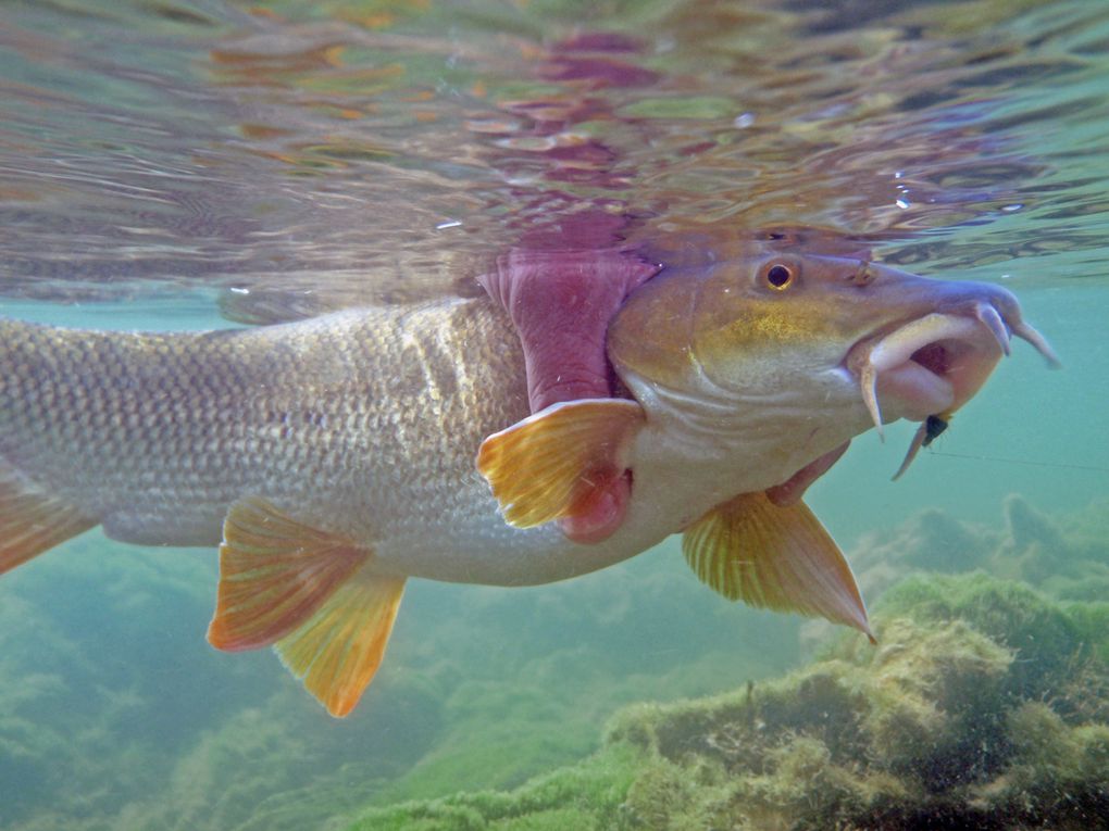 Album - Poissons-blancs-et-divers