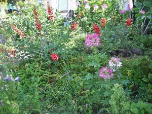 Im Zeichen der Spinnenblumen...