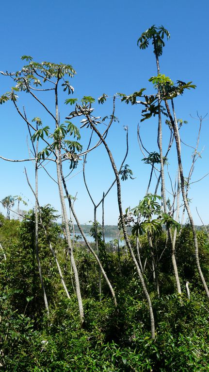 Album - Nord-est-de-lArgentine-Iguazu-.