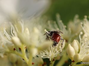 déjà certains insectes l'ont adopté ! si quelqu'un connaît le nom de celui ci ?! merci ...(taille, environ 1 cm)