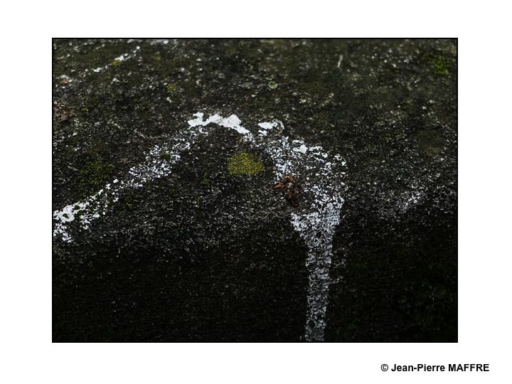 Quand la nature reprend ses droits sur un mur de pierre.