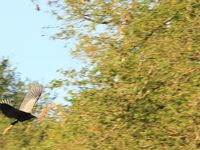 Découverte de l’avifaune de l’étang Porcherat en Saône et Loire