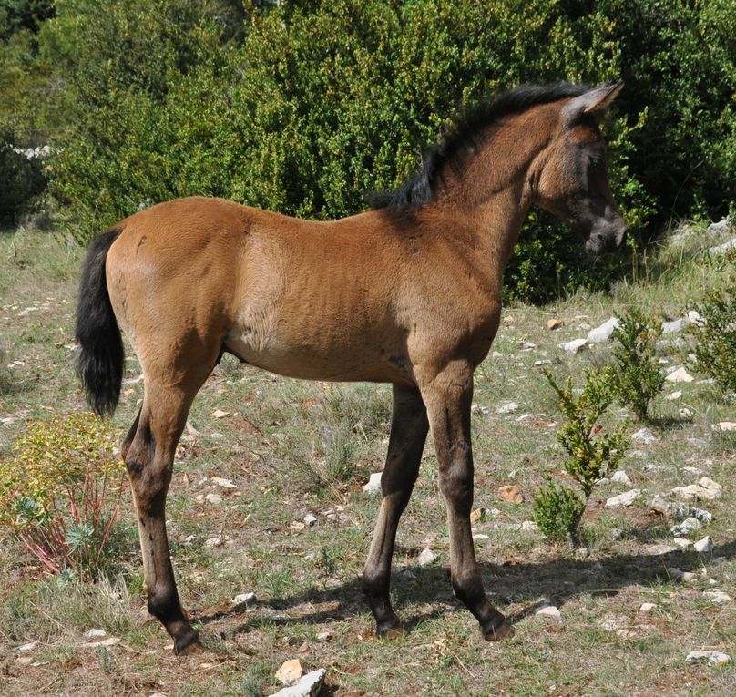 2011, année de Bogoss , Bondersnatch....restent encore trois naissances ( deux Rêve de Sauveterre et un Pyrrus...) et l'équipe d'Aurières 2011 sera au complet !!!