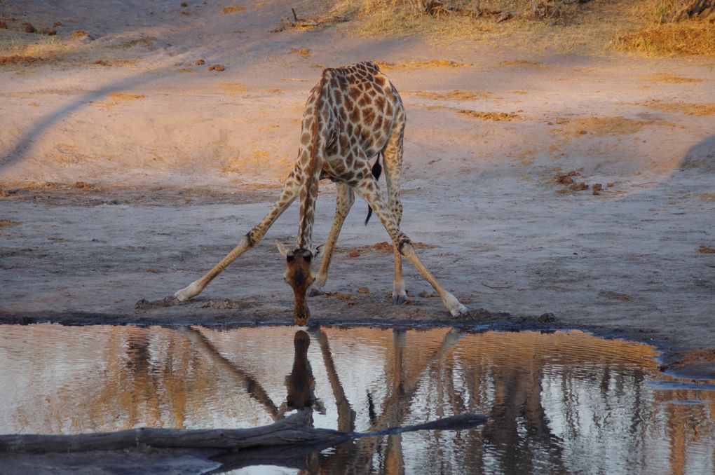 Album - 119---BOTSWANA SAFARI