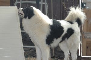 DES CHIOTS TORNJAK NÉS EN BERGERIE (LOF)