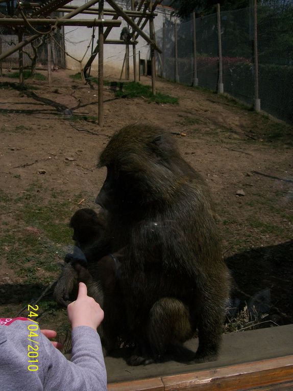 Album - ZOO ST MARTIN DE LA PLAINE