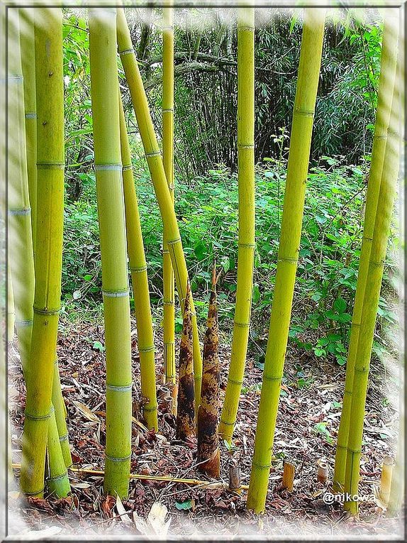 Album - Phyllostachys Sufurea