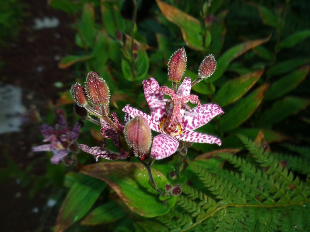 Mon jardin Le Clos fleuri en octobre à Chabeuil dans la Drôme  2023 ...