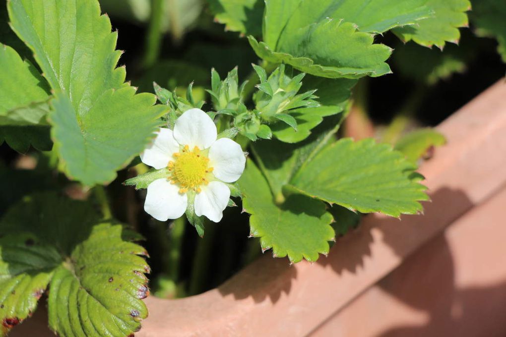 Panier de fraises ( fille) de Tralala