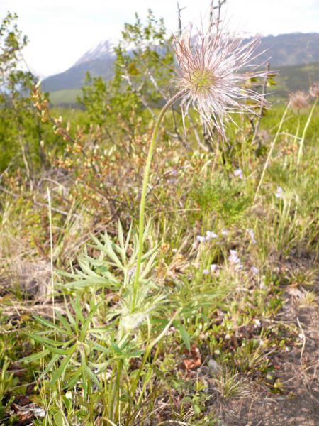 Album - z  Balades au Yukon 2007-08