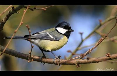 Mésange charbonnière