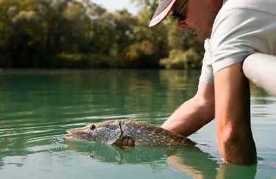 INTERDICTION DE LA PÊCHE AU VIF DANS PARIS: Ce qu'il faut savoir !