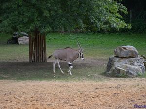 Zoo de Beauval en camping-car (Voyages en camping-car)