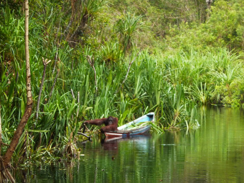 Kalimantan, le Borneo indonesien.
Rencontre avec les orang utan. 
'Orang' = homme. 'Orang utan' = vieil homme de la foret.