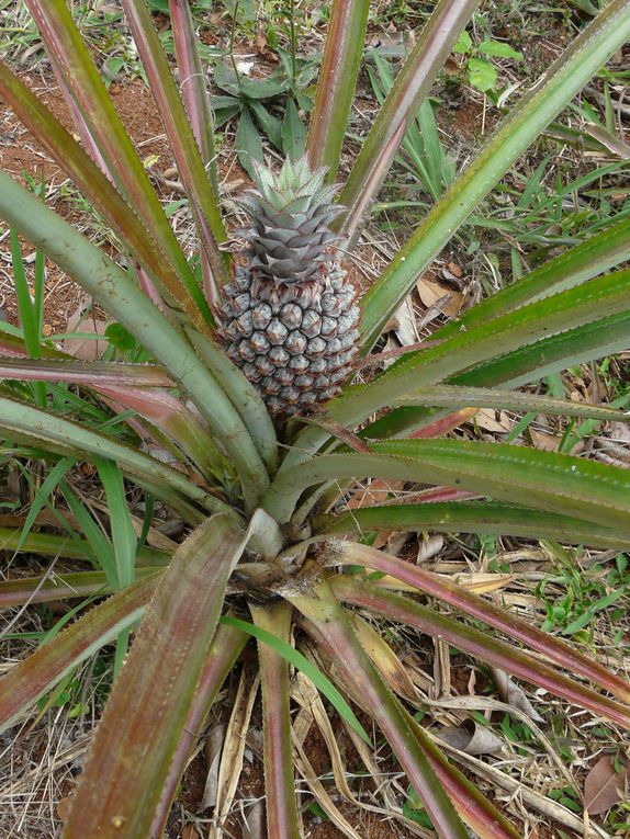 Album - Mayotte