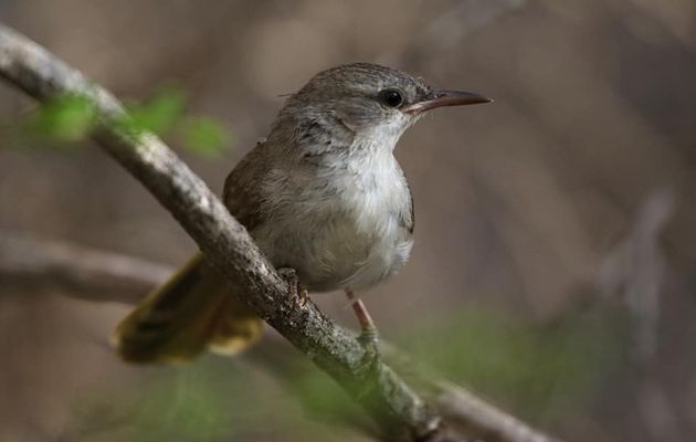 Oiseaux 7n : Les Bernieridae : Fauvettes malgaches et les Philepittidae : Philipitte