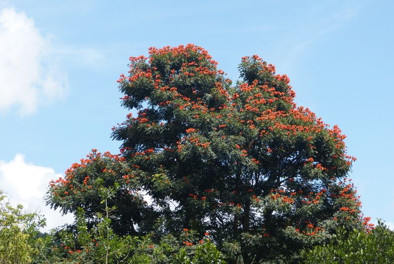 Album - Sri-Lanka