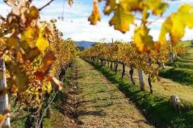 #Sauvignon Blanc Producers Hunter Valley Vineyards Australia