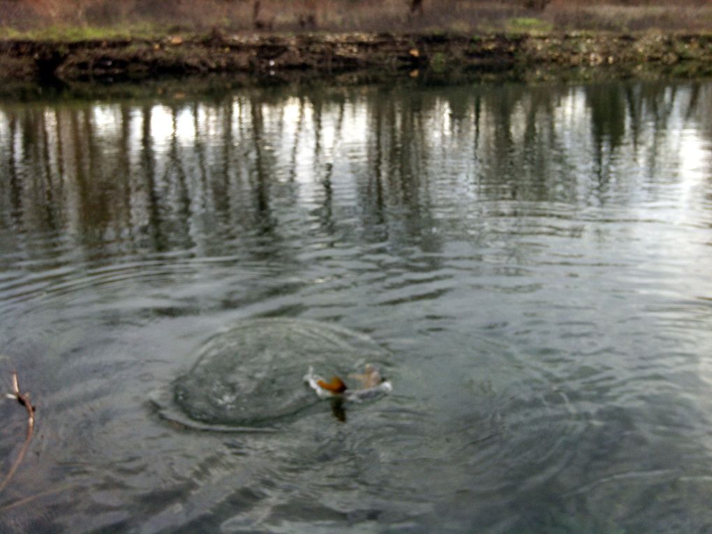 Une série de photos de carpes prise a la mouche