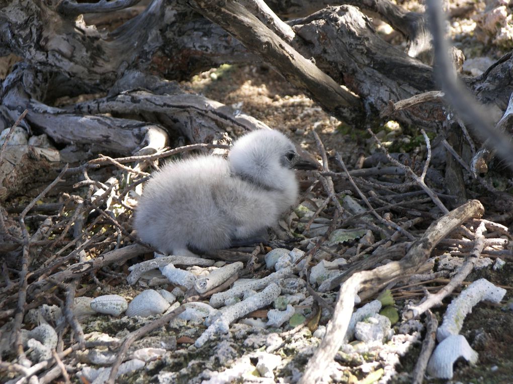 "L'île aux neufs yeux"