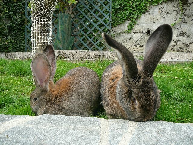 Doudou et Choupette