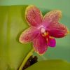 Phalaenopsis Miva sweet fragrance