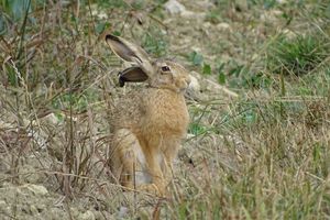 Le lièvre à l’oreille amochée…