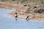 Tadorne de belon pattes dans l'eau