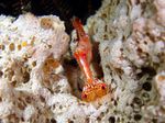 Voyage-plongée: Crevette inconnue, la tête, la queue, Philippines