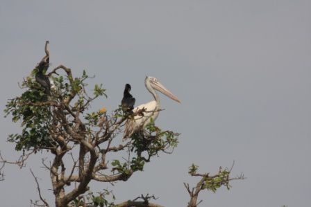 Album - TONE-SAP-LAKE-ET-RESSSERVE-ORNITHOLOGIQUE