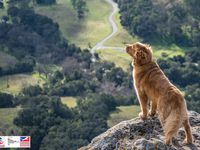 Semaine Nationale du Chien