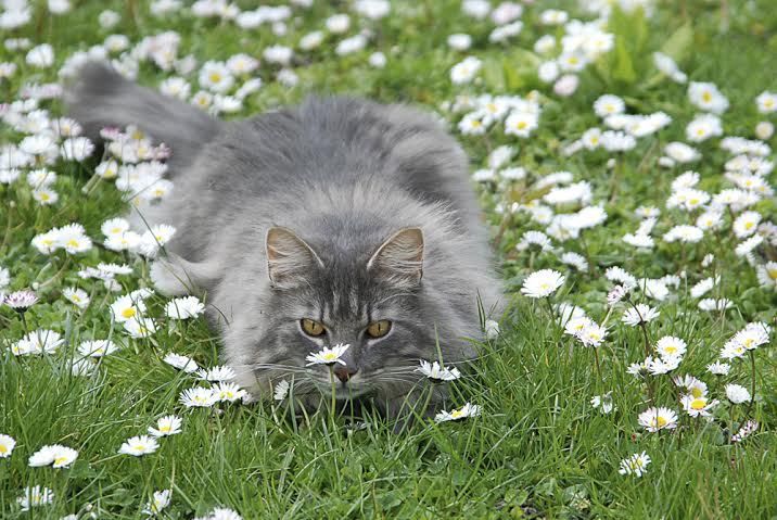 Balthus , déjà 9 ans .. lui aussi en région parisienne , qui a maintenant un petit d'homme comme copain .. .rejoint ensuite par Dibsie 