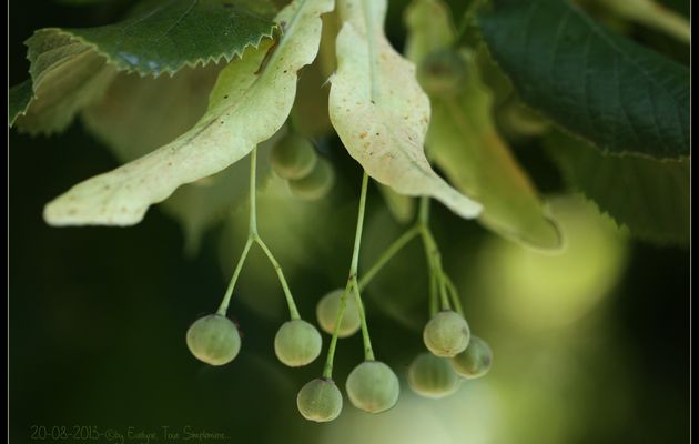 Vous prendrez bien un tilleul ?