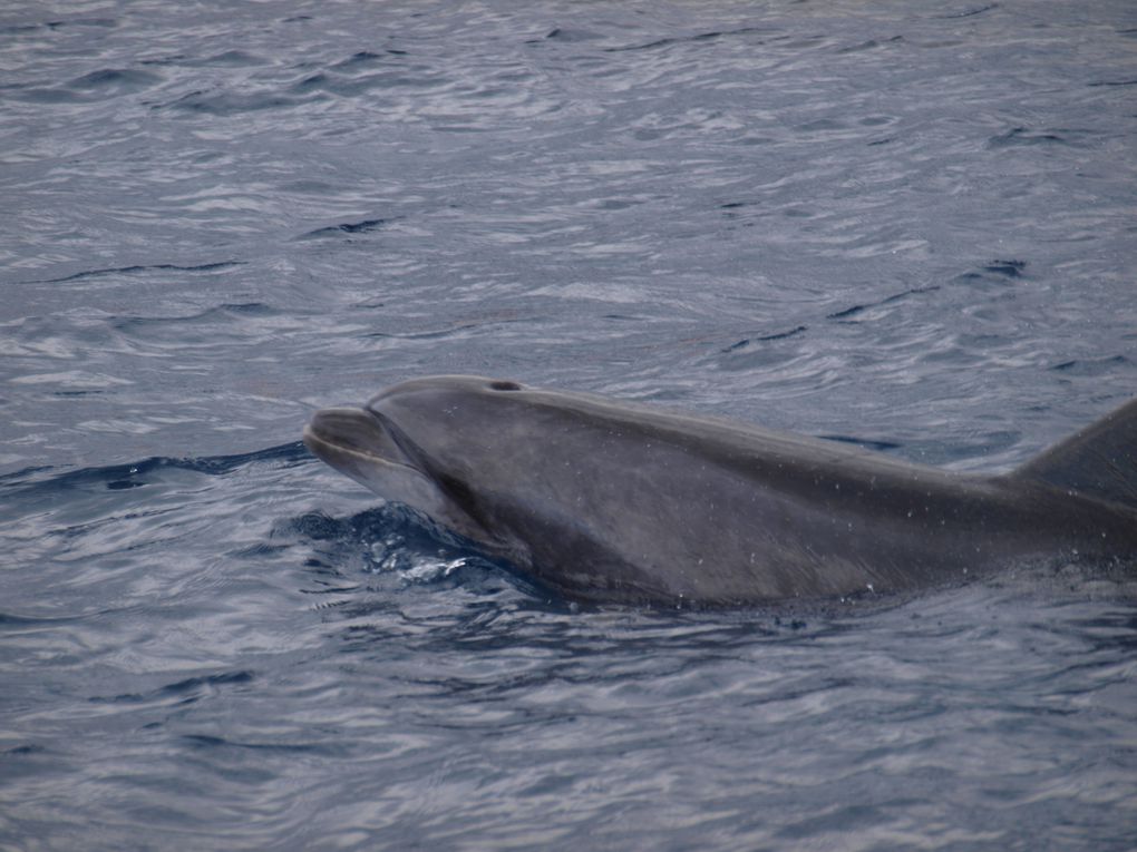 Grands dauphins
(Tursiops truncatus)
Population residente 
Tenerife, Canaries.