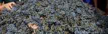 #Red Norton Wine Producers Virginia Vineyards