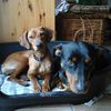 Vies de chiens