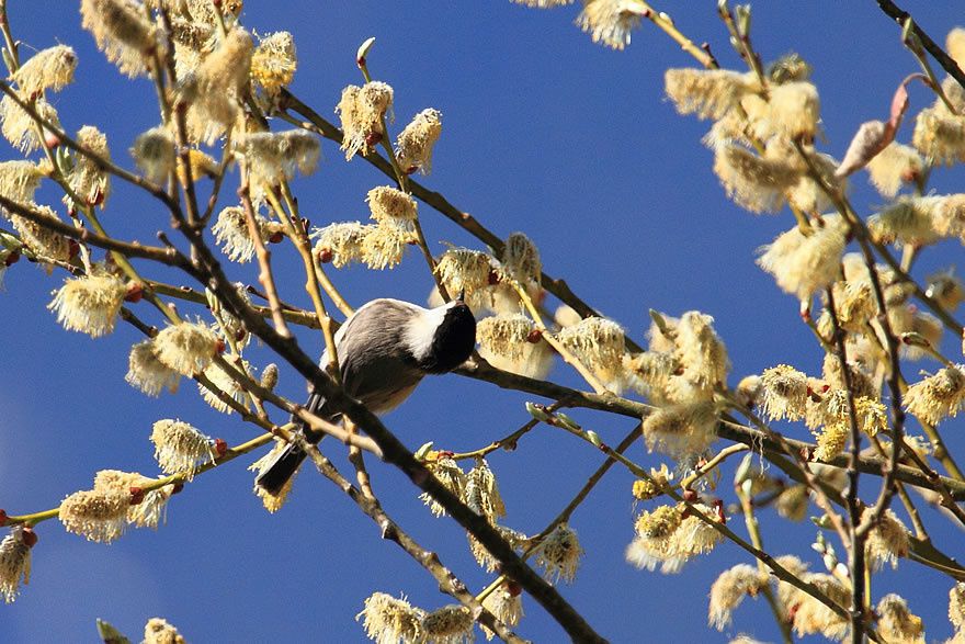 Album - Faune-Oiseau-7