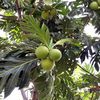 Atsimo Atsinanana: Projet de conservation du fruit à pain