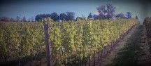 #Lemberger Wine Producers Virginia Vineyards