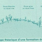 Nancy: Jardin botanique du Montet-> la dune