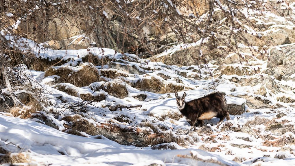 Les chamois que l'on approche assez facilement dans le parc.