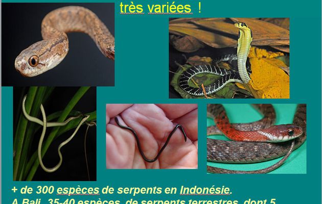 A propos des serpents à Bali